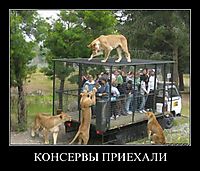 КОНСЕРВЫ ПРИЕХАЛИ 