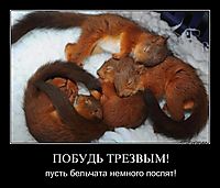 ПОБУДЬ ТРЕЗВЫМ! пусть бельчата немного поспят!
