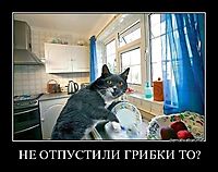 НЕ ОТПУСТИЛИ ГРИБКИ ТО? 
