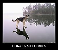 СОБАКА МЕССИЯКА 