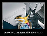 ДОРОГОЙ, ЗАВЯЗЫВАЙ С ГРИБКАМИ 