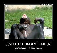 ДАГЕСТАНЦЫ И ЧЕЧЕНЦЫ кайфарики на всю жизнь