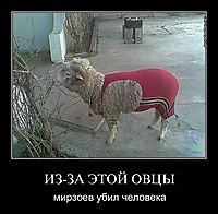 ИЗ-ЗА ЭТОЙ ОВЦЫ мирзоев убил человека