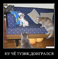 НУ ЧЁ ТУЗИК,ДОИГРАЛСЯ 