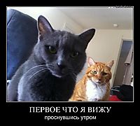 ПЕРВОЕ ЧТО Я ВИЖУ проснувшись утром