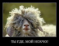 ТЫ ГДЕ, МОЙ НОХЧО? 