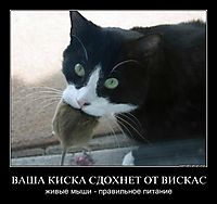 ВАША КИСКА СДОХНЕТ ОТ ВИСКАС живые мыши - правильное питание
