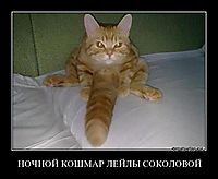 НОЧНОЙ КОШМАР ЛЕЙЛЫ СОКОЛОВОЙ 
