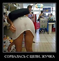 СОРВАЛАСЬ С ЦЕПИ, ЖУЧКА 