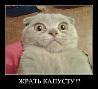 ЖРАТЬ КАПУСТУ !? 