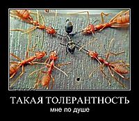 ТАКАЯ ТОЛЕРАНТНОСТЬ мне по душе