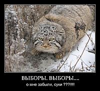 ВЫБОРЫ. ВЫБОРЫ.... о мне забыли, суки ???!!!!