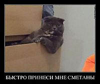 БЫСТРО ПРИНЕСИ МНЕ СМЕТАНЫ 