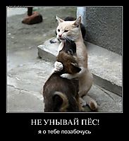 НЕ УНЫВАЙ ПЁС! я о тебе позабочусь