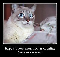Барсик, вот твоя новая хозяйка Света из Иваново...