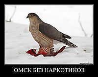 ОМСК БЕЗ НАРКОТИКОВ 