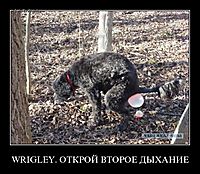 WRIGLEY. ОТКРОЙ ВТОРОЕ ДЫХАНИЕ 