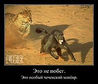 Это не побег. Это особый чеченский манёвр.