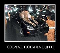 СОБЧАК ПОПАЛА В ДТП 