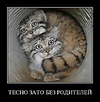ТЕСНО ЗАТО БЕЗ РОДИТЕЛЕЙ 