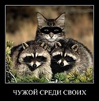ЧУЖОЙ СРЕДИ СВОИХ 