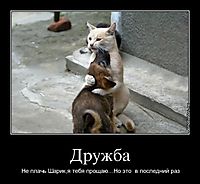 Дружба Не плачь Шарик,я тебя прощаю...Но это  в последний раз