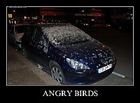 ANGRY BIRDS 