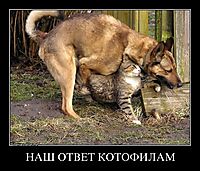 НАШ ОТВЕТ КОТОФИЛАМ 