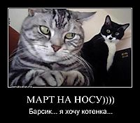 МАРТ НА НОСУ)))) Барсик... я хочу котенка...