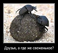 Друзья, а где же свеженькое? 