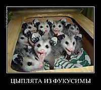 ЦЫПЛЯТА ИЗ ФУКУСИМЫ 