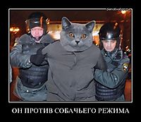 ОН ПРОТИВ СОБАЧЬЕГО РЕЖИМА 