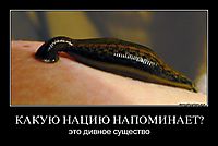 КАКУЮ НАЦИЮ НАПОМИНАЕТ? это дивное существо