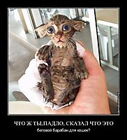 ЧТО Ж ТЫ,ПАДЛО, СКАЗАЛ ЧТО ЭТО беговой барабан для кошек?