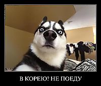 В КОРЕЮ? НЕ ПОЕДУ 