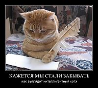 КАЖЕТСЯ МЫ СТАЛИ ЗАБЫВАТЬ как выглядит интеллигентный котэ
