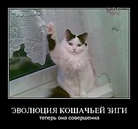 ЭВОЛЮЦИЯ КОШАЧЬЕЙ ЗИГИ теперь она совершенна