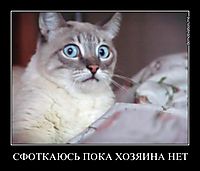 СФОТКАЮСЬ ПОКА ХОЗЯИНА НЕТ 