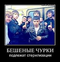 БЕШЕНЫЕ ЧУРКИ подлежат стерилизации