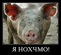 Я НОХЧМО! 