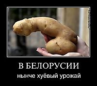 В БЕЛОРУСИИ нынче хуёвый урожай
