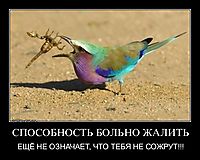 СПОСОБНОСТЬ БОЛЬНО ЖАЛИТЬ ЕЩЁ НЕ ОЗНАЧАЕТ, ЧТО ТЕБЯ НЕ СОЖРУТ!!!