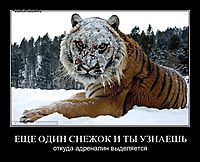 ЕЩЕ ОДИН СНЕЖОК И ТЫ УЗНАЕШЬ откуда адреналин выделяется
