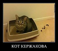 КОТ КЕРЖАКОВА 