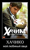 ХАЧИКО мой любимый овца