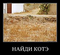 НАЙДИ КОТЭ 