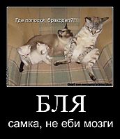 БЛЯ
