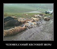ЧЕЛОВЕК,САМЫЙ ЖЕСТОКИЙ ЗВЕРЬ! 
