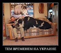 ТЕМ ВРЕМЕНЕМ НА УКРАИНЕ 