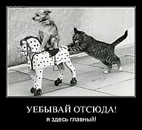 УЕБЫВАЙ ОТСЮДА! я здесь главный!